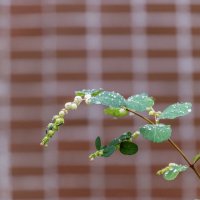 Снежноягодник :: Валерий Иванович