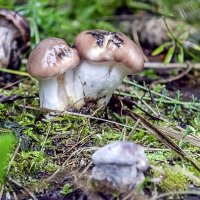 Лесные жители 1 :: Андрей Щетинин