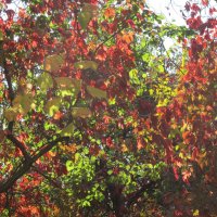 калейдоскоп :: Елена Шаламова калейдоскоп :: Елена Шаламова