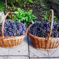 Вот и собран урожай винограда :: Людмила Смородинская