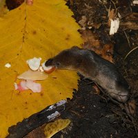 Малая бурозубка :: Лина 