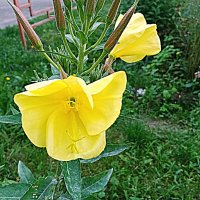 Цветы. :: Владимир Драгунский