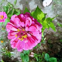 Цветы. :: Владимир Драгунский Цветы. :: Владимир Драгунский