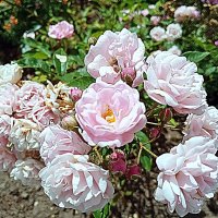 Цветы. :: Владимир Драгунский