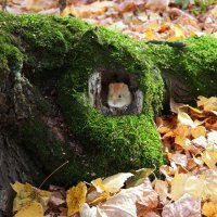 Ну чего надо, зимовать я тут буду! :-) :: Андрей Заломленков