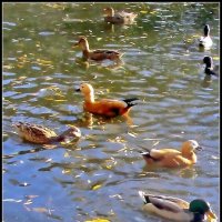 Слёт уток на пруду :: Ольга Довженко Слёт уток на пруду :: Ольга Довженко