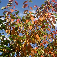 Осеннее :: Елена Семигина