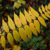 Листья рябины осенью :: Александр Синдерёв
