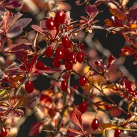 В рубиновых тонах. :: Петр Беляков