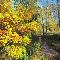 Осеннее :: Наталья Осеннее :: Наталья