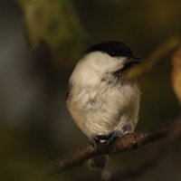 гаичка :: Сергей Лычагин гаичка :: Сергей Лычагин