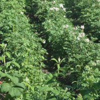 КАРТОШКА ЦВЕТЕТ :: СЕРГЕЙ ФИЛОЧКИН