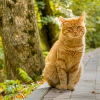 Житель курортного парка :: Игорь 