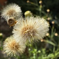 Отцвели уже давно хризантемы в саду... :: Александр Деревяшкин Отцвели уже давно хризантемы в саду... :: Александр Деревяшкин