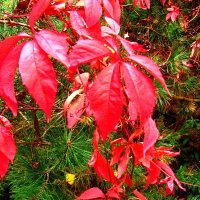 Виноградная лоза- :: Сергей Карачин