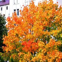 Клен из моего окна :: Сергей Карачин Клен из моего окна :: Сергей Карачин