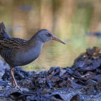 Пастушок. :: Светлана Ивановна Медведева