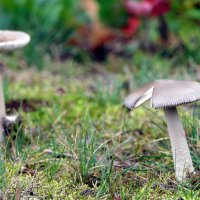 Взяли фотоаппарат? Вам позировать я рад. :: "The Natural World" Александер