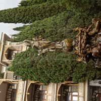 Гурзуфский парк. Крым. :: Галина 