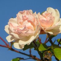 Сейчас октябрь… Вновь радует погода, синеет неба яркая лазурь… :: Татьяна Смоляниченко Сейчас октябрь… Вновь радует погода, синеет неба яркая лазурь… :: Татьяна Смоляниченко