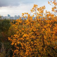 Золотой час :: Тамара Вебер