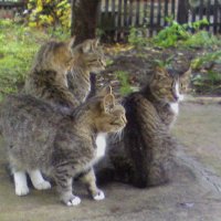 Наша порода :) :: Наталья 