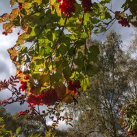 Грозди ягод :: sorovey Sol