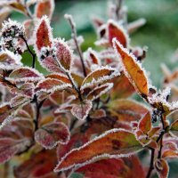 Подморозило. :: Маргарита ( Марта ) Дрожжина