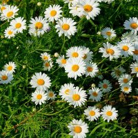 Только ромашки...)) :: Игорь Тельцов