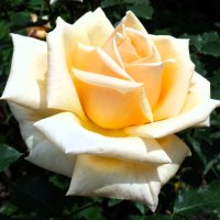 Роза :: Наталья 