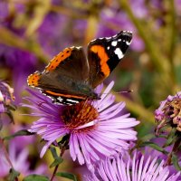 опять бабочки 17 :: Александр Прокудин