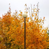 Что ярче - золото листвы днём или фонарь ночью?.. :: Светлана 