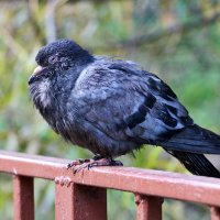 Баю-баюшки-баю, не садися на краю! :: Светлана 