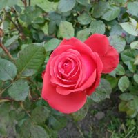 Алая роза. :: Лия ☼