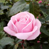 Розовая роза. :: Лия ☼ Розовая роза. :: Лия ☼