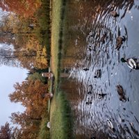 Осень :: Сапсан 