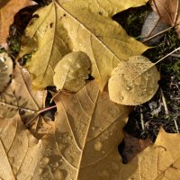 ***опавшие листья в капельках дождя*** :: Olga Oskolkova