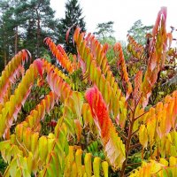 Сумах оленерогий. :: Милешкин Владимир Алексеевич Сумах оленерогий. :: Милешкин Владимир Алексеевич