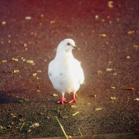 Голубь :: Сергей Кочнев