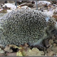 Лесной житель :: Ольга Довженко