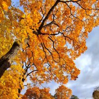 Оранжевая песня :: Хватова Марина 