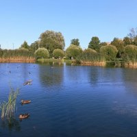 На пруду :: Veera V