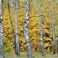 Яркие коаски :: Александр Конов