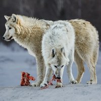 Белый волк :: SanSan 