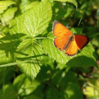 Червонец огненный :: Любовь Сахарова