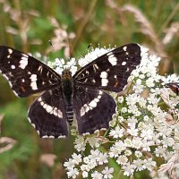 Бабочка пестрокрыльница изменчивая :: Любовь Сахарова