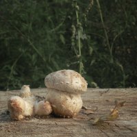 пеньковый гриб :: Лера пеньковый гриб :: Лера