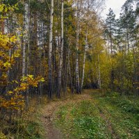 Лесными дорожками :: Сергей Цветков