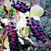 Фитолакка :: Людмила Смородинская