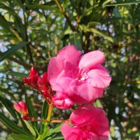 Осеннее цветение олеандра :: Татьяна Лютаева